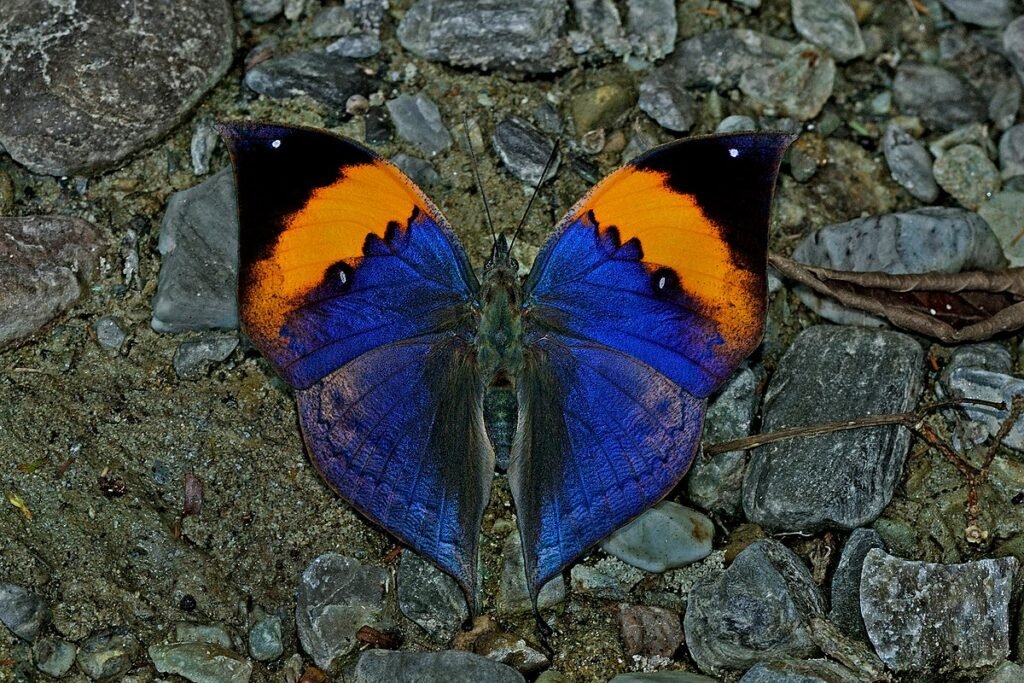 National Butterfly of India