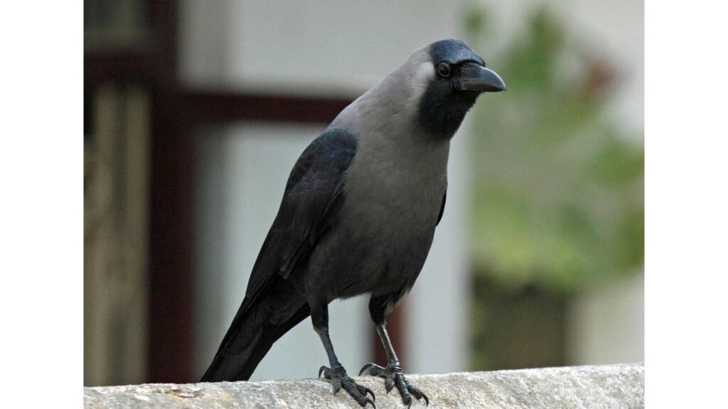 Indian crow